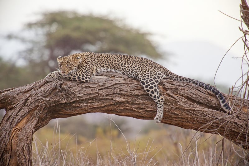 Safari Excursions